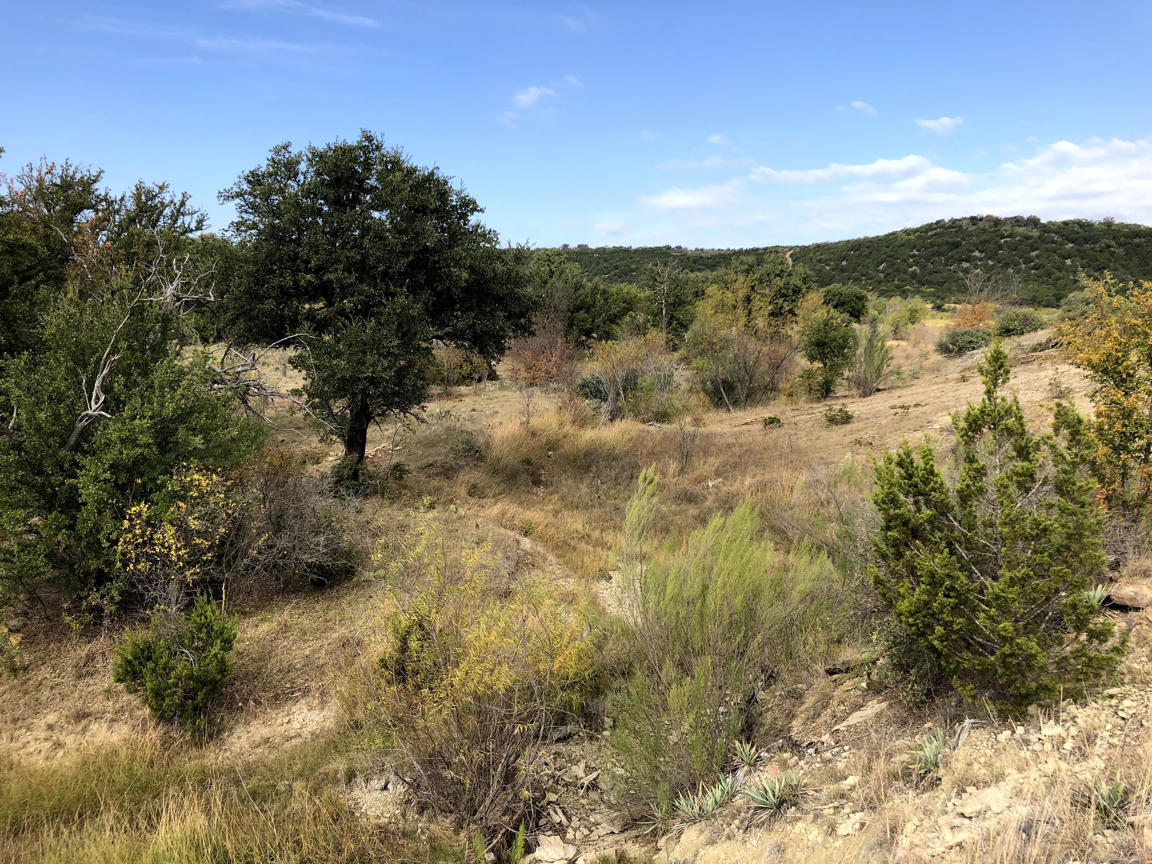 Area on Copeland tract before brush (juniper) removal in 2020